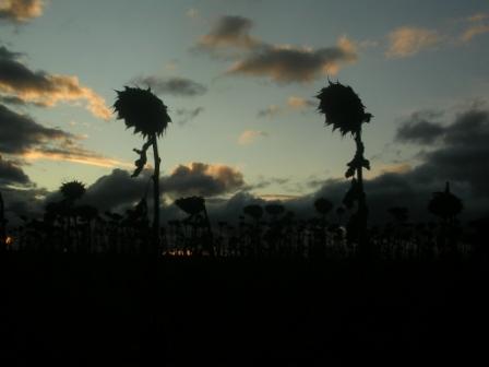 DSCN0525.JPG